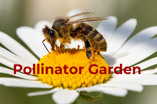 How to Create a Beautiful Pollinator Garden That Supports Butterflies and Bees