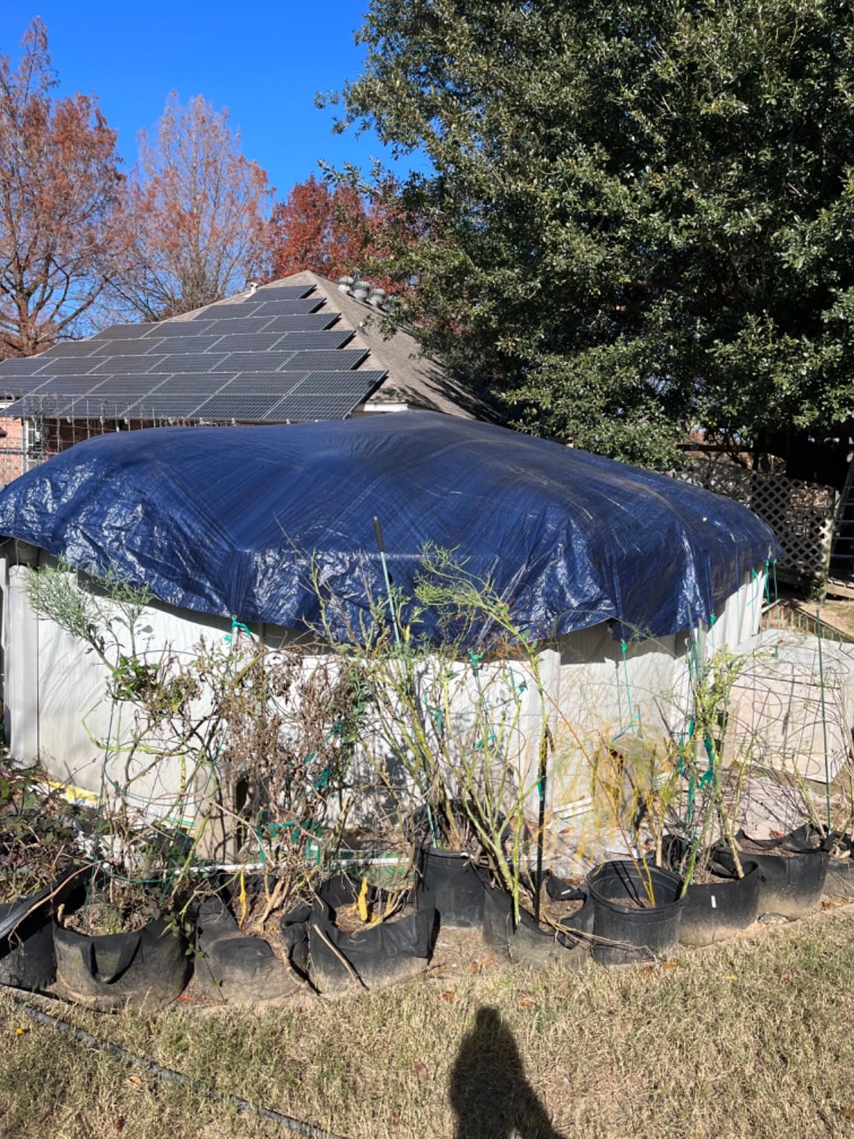 amgo Blue Above Ground Pool Cover photo reviews